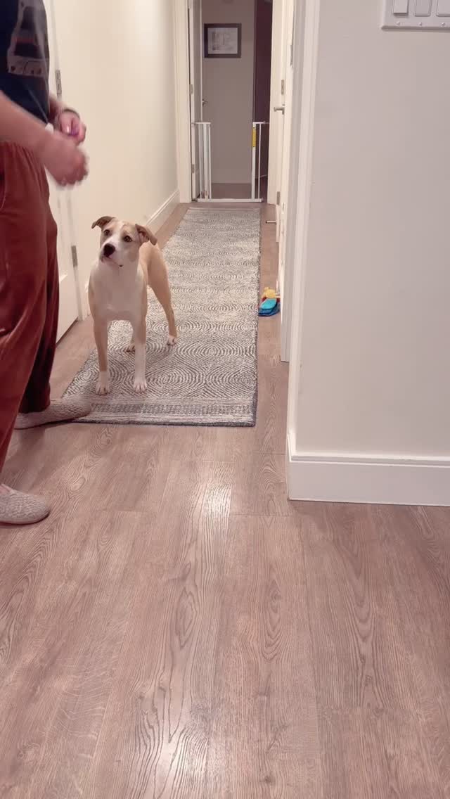 Train with patience, not pressure #WagWithWilliam #FearFreeTraining #PositiveReinforcement