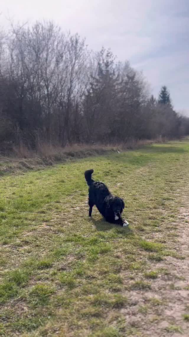 V tomto případě nejsou slova potřeba. A to každý pejskař ví 🖤
Do nekonečna a ještě dál, ty náš chlupáči 🖤🐾
#psilaska #pesnejvernejsipritel #pesjekamos #pesclenrodiny #psíláska