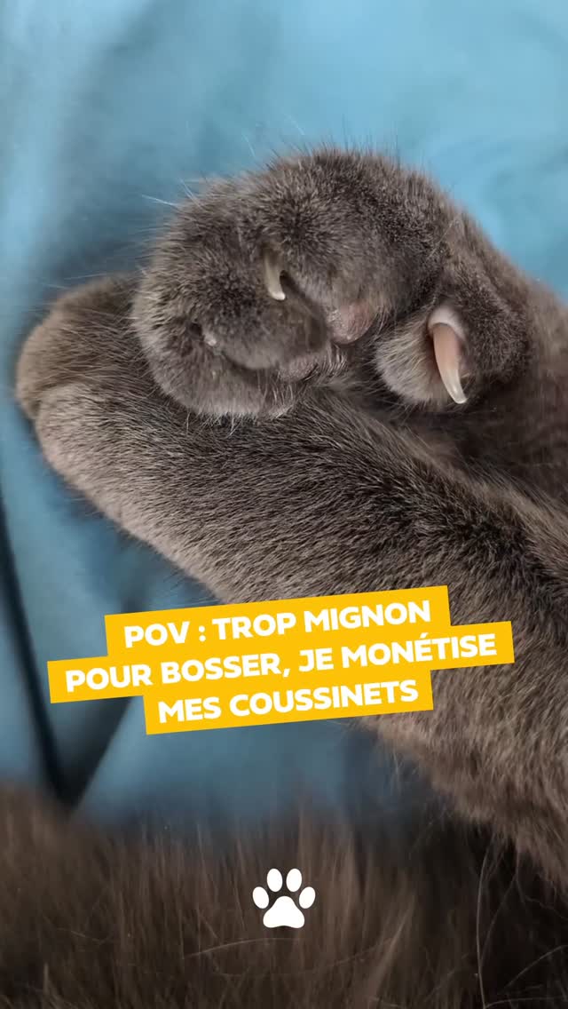 Qui paie les croquettes ?
#funnycat #paws #chatdrole