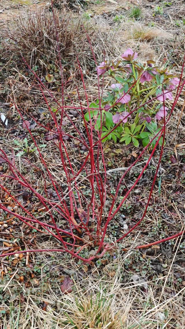Поки в саду ще не пишно-зелено, я насолоджуюся поєднанням червоно-фіолетових відтінків, які створюють квітучі морозники, червоно/пурпурнолистяні рослини, і рослини з червоною корою.