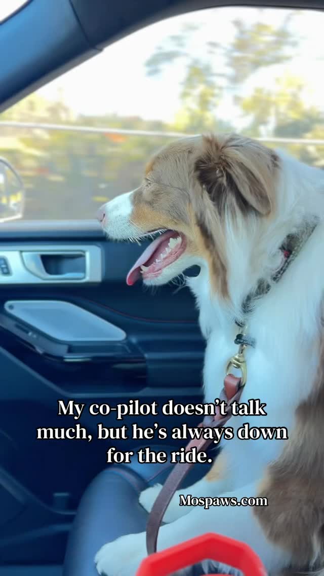 My co-pilot is keeping a very watchful eye out. #dogsofinstagram #mospaws #doglovers