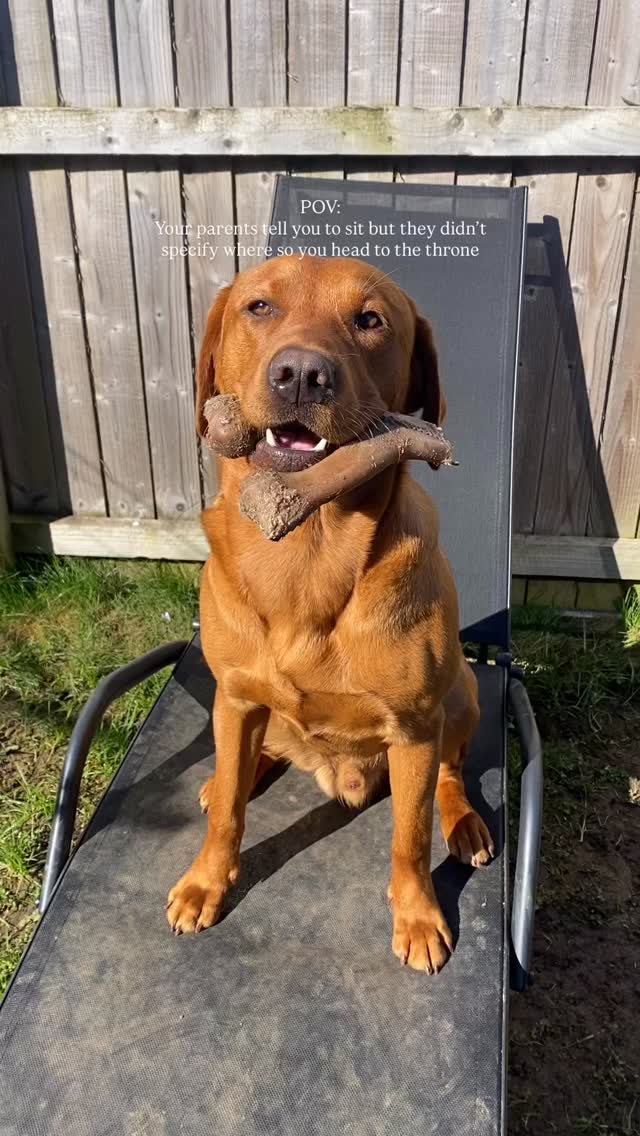 POV: your parents tell you to sit but they didn’t specify where so you head to the throne 👑
#labrador #dogsarethebest #dogsofinstagram