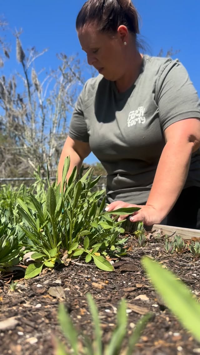 My little wildflower garden reminds me, again and again, of the faithfulness of God.
Right on the edge of a new blooming season- when everything looks green and a little weedy- He gently slows me down and reminds me how beautiful growth can be.
I never had a plan for this space. I tried to grow so many things here, but the wildflowers always won.
Wild and free. Wonderfully unique.
A quiet reminder that growth- through hard seasons, life lessons, and unexpected turns- can become one of life’s sweetest blessings.
#faithintheeveryday #slowliving #wildflowergarden #christianhomemaker