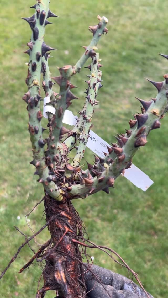 Planted up some bare root roses from @lakeviewrosefarm yesterday. Three lovely looking Jalbert roses @selectroses 🌹
1. Jason's Resolve
2. Catherine Hershey
3. Gold and Great
