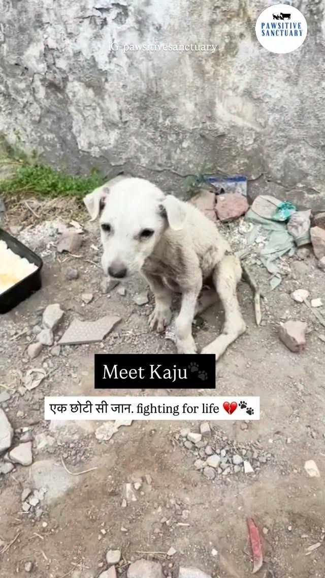 Another day, another life struggling to survive⦠šš¾
Meet Kaju š¾š¤
A kind passerby had gone to Jandiala to buy a gas cylinder, where they noticed a tiny pup struggling to walk on the road after being hit by an auto š
They noticed him yesterday and immediately contacted us on our helpline. Today, Kaju has been safely brought to our shelter for treatment and care.
Kaju is completely paralyzed and covered in fleas. There was no sign of his mother or any siblings around⦠he was all alone, fighting through pain š
Seeing such a small baby suffer like this breaks our hearts⦠we donāt know how long he had been struggling alone on the streets.
We will be sending him for X-rays to understand his condition better and continue his treatment accordingly š¤š¶
This is why sterilization is so important⦠to prevent such suffering and helpless lives šš¾
Now, he is safe with us, and his treatment has begun š¤š¶
Can you help with $40 / ā¹3000 for his X-rays and blood tests? He really needs it š¤š¾
Please donāt ignore such souls⦠they need us.
Support Kaju ā donate or share šš¾
š PayPal: @pawsitivesanctuary
š American and Global Donors: pawsitivesanctuary.networkforgood.com
š Canadian Donors: pawsitivesanctuary.com/donate
š E-transfer: infopawsitivesanctuary@gmail.com
#rescuedogsofinstagram #dogrescue #pupstagram #stopanimalcruelty #donate