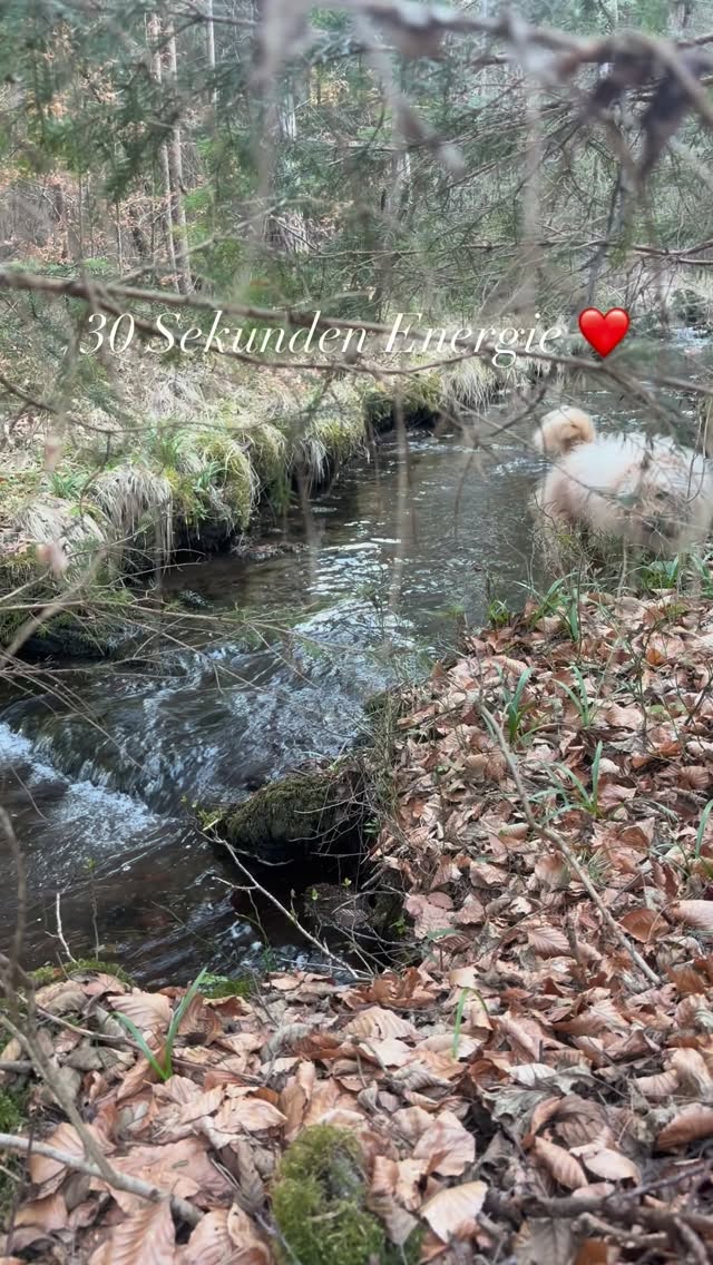 Energie tanken in 30 Sekunden ❤️ #mel4animal #veldenamwörthersee #worldsamys #energy #waldbaden