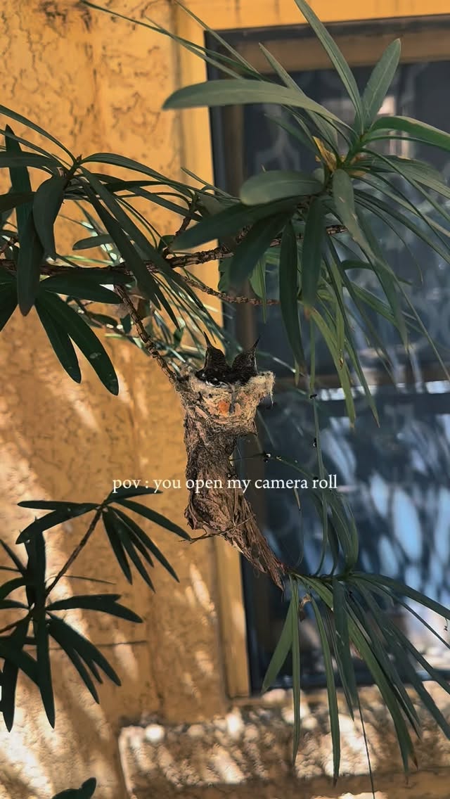 Spring is in the air! The courtyard of our building is always brimming with life! Little hummingbirds, ravens, woodpeckers, along with blooming pomegranate trees, aloe, and wildflowers here and there.
Hope everyone has a great hump day🫶
#ladytattooers #tattooartist #tattooedwomen #tucsontattooartist #tattooedgirls