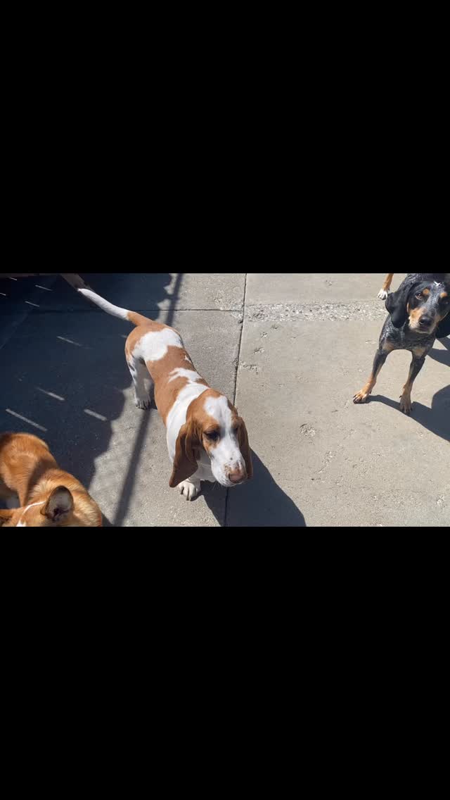 Wednesday
@ohno.wheresasher @katemilty @annewalkerfilmphotos @calluna_blue @roz_farrah_gonzalman @eldwickthehound @germ_roper @arianbehzadi @drmossing @oban.bernedood @bluebarrybutts
#gooddogplaycare #doggiedaycare #sfdogwalker #doggiefuntimes #cultureclub