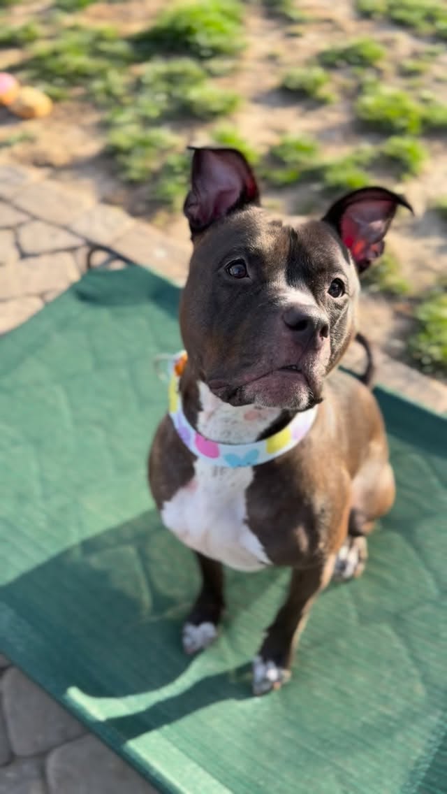 Maude is TWO today. 🎉
Her second birthday celebrated in a foster home.
It’s hard to wrap your head around how a dog like this is still waiting. She’s fun, she’s full of life, she wakes up ready to go every single day.
But she doesn’t have someone of her own yet.
Birthdays are better when you know where you belong. And Maude deserves that more than anything.
She’s ready.