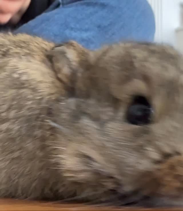 We thought he was already gone.
Found in a hay pile.
Cold. Weak. Not moving.
For a moment… we just stood there.
But something told us to try.
3 hours later —
he opened his eyes. 🐰
He chose to stay.
Just in time for Easter.
Some miracles are this small 🤍
#YouHaveToSeeThis
#animalrescue
#uufamilyfarm
#EasterStory
#bunnyrescue