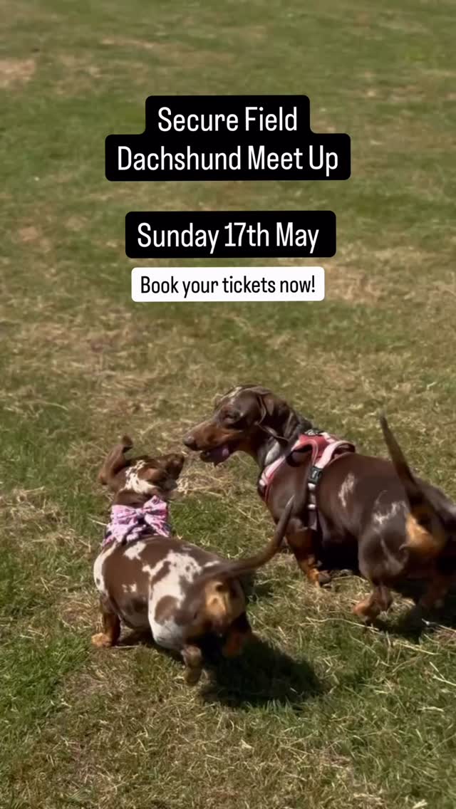 Dachshund Owners - have you got your tickets? 🐾
Our Secure Field Dachshund Meet Up will take place on Sunday 17th May at 12pm
To buy tickets visit perfectpetservices.com
#southwales #bristol #dachshund #sausagedog