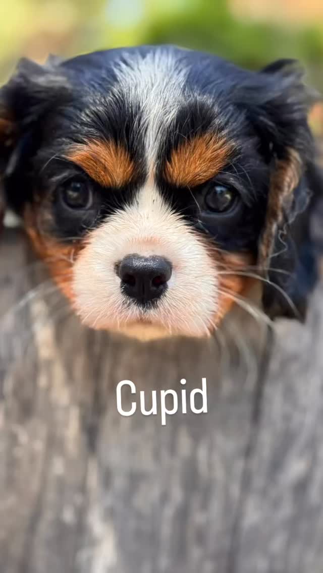 Meet Cupid 🖤🤍 a stunning black tri Cavalier King Charles Spaniel who is ready to win your heart and be your furever best friend.
Born from health-tested parents, Cupid carries all the best traits this royal breed has to offer:
💜 Gentle & affectionate by nature
💜 Smart, eager to please & easy to train
💜 Loves cuddles AND adventures equally
💜 Great with families, kids & other pets
💜 That silky coat + those melting brown eyes… need we say more?
Cavaliers are known as the ultimate companion dog, and Cupid? He’s the whole package with a bow on top. 🏹💘
He’s not just looking for a home. He’s looking for his person. Could that be you?
📩 DM us to learn more about making him yours furever.
.
.
.
#tinkerpups #cavalier #kingcharlescavalier #healthtested #fureverfriend