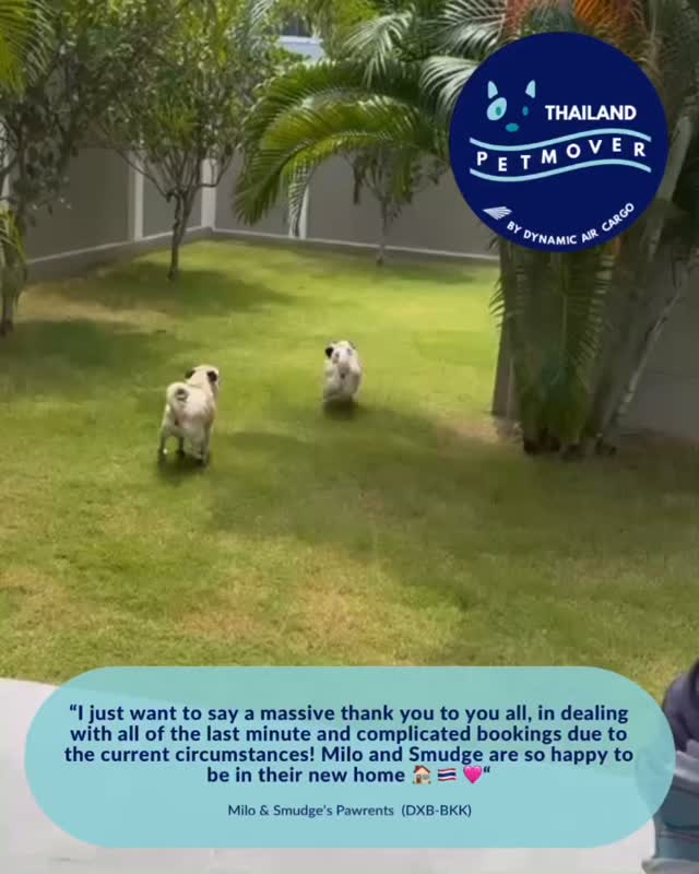 🇦🇪 🛬 🇹🇭
Two Pug siblings - Milo & Smudge - travelled safely to Thailand earlier this month on the first flight that resumed from Dubai 🥰
We are so glad to be a part of getting everyone safely to their new home in Thailand, thank you @pawsomepetsuae for trusting us!
——————————————————
🐶 Thailand Pet Mover
🐱 Where Pet Lover Meets Pet Mover
🐰 Inquire via LINE: @thailandpetmover
🐯 Or Email: service@dynamicaircargo.com
🐹 Our DMs are not monitored
🐷 A trade mark service managed by Dynamic Air Cargo, a member of IPATA and IATA.
——————————————————
Please make sure you contact direct to our customer service team
#thailandpetmover #thailandpetrelocation #animallovers #petmoverthailand #petshipping