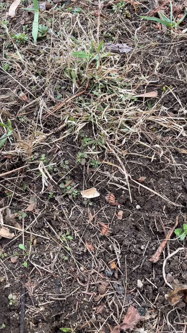 Clean up and plant a row of stock flowers with me!