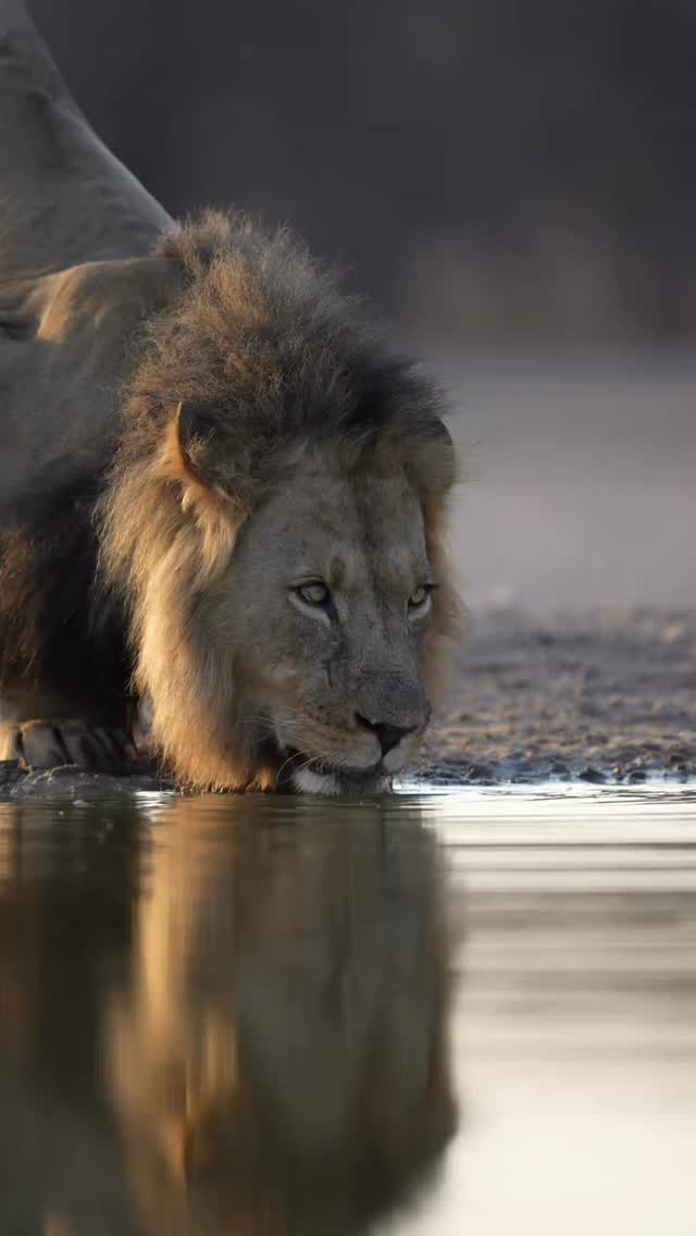 Lion enjoying Water at the river bank. Look at his eyes to feel it.
www.planetgogoadventure.com
#wildlife #wildlifephotography #wildplanet #wildafrica #planetgogoadventure