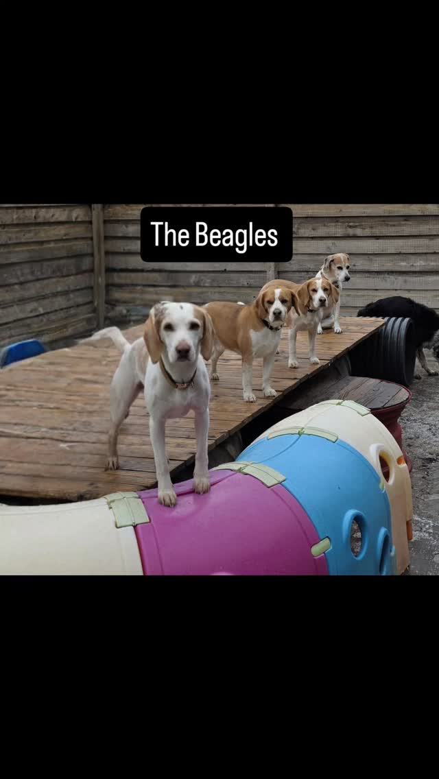 Now at Doggy Daycare 'The Beagles' β€οΈ