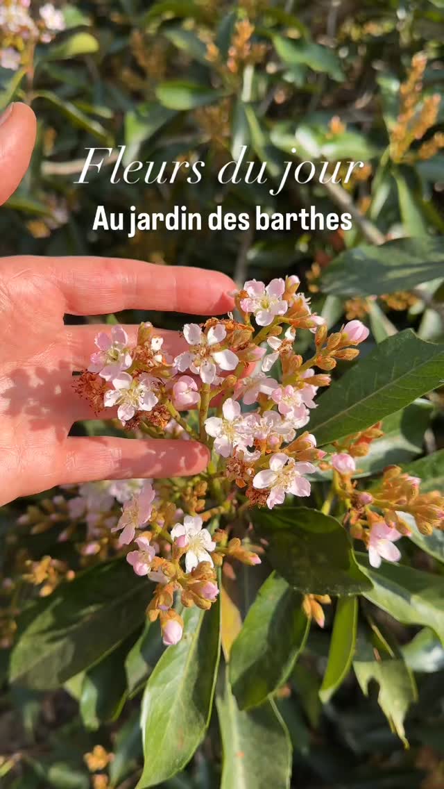 Chaque jour le jardin des barthes offre un nouveau spectacle, des fleurs viennent ponctuer la promenade et diffusent un parfum printanier délicieux
🌸il faut vite en profiter s’enthousiasmer de toute cette beauté éphémère car demain sera un autre jour ces fleurs seront passées et d’autres nous émerveilleront
🌸le jardin des barthes possède une terre argilo limoneuse acide où les magnolias sont heureux en compagnie des roses ou des eryobotrias coppertone ou deflexa au parfum suave
🌸jardin des barthes classé remarquable 15mn d’Hossegor 20 mn de Bayonne
#garden #jardinexotique #fleurs #jardinremarquable #nouvelleaquitaine