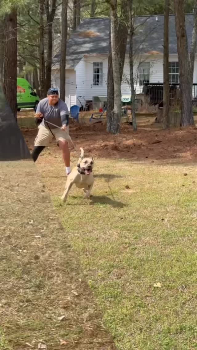 Different dogs. Same work. Same standard.
I love what these two have become!
Shout to @ashlyncarroll98 and @kontrolled_k9
@outcastwdc #kingscourtkennel👑 #presacanario #workingdog #sportdog #presalovers