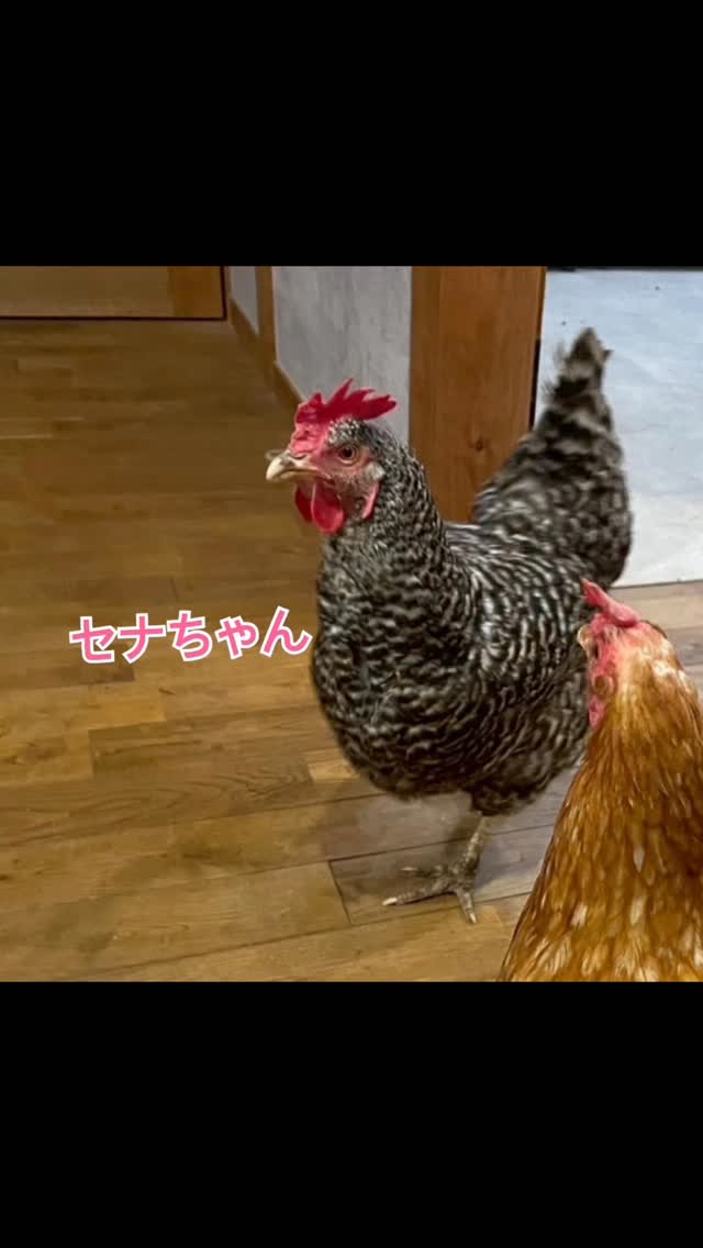前回載せた猫さんお宅の家族ちゃん🐓
きなこ、あんこ、よもぎ、セナちゃん 皆んな女のコなので毎日卵🥚を産んでくれます
とってもお利口さん達なので猫ちゃんとも共存🤩
鶏専用お庭もあるので朝から夕方までそこで過ごしてもらい 夕方お伺い時に開けると自力で戻ってくれます👍 お部屋んぽ楽しんだあとはゲージに帰ってもらっておやすみなさい💤
鶏🐔さんって可愛いんです😍またお世話に行くね
#アニマルヘルパーなありん
#名古屋市ペットシッター
#名古屋市
#にわとり好きな人と繋がりたい
#ペットシッター名古屋