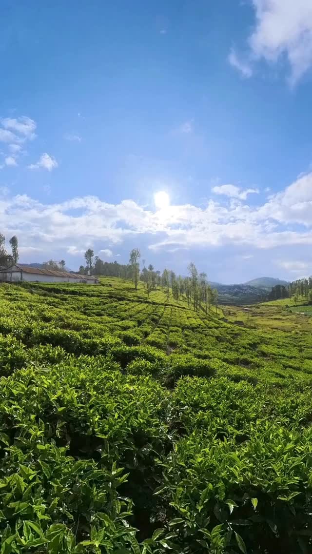 🇫🇷🍃 Ce que l’on ne voit pas derrière une tasse : le temps
Avant d’arriver jusqu’à nous, le thé a déjà beaucoup attendu.
🌱 Le bon printemps.
☀️ La lumière juste.
✋ Le moment précis de la cueillette.
🍂 Le geste attentif qui transforme la feuille sans la brusquer.
🕊️ Et pour certains thés, le repos encore, long, discret, presque silencieux.
Le thé ne pousse pas à la vitesse de nos désirs.
Il suit le rythme du vivant, avec sa lenteur, ses exigences, ses mystères.
Dans un monde pressé, il continue de parler une langue ancienne : celle du temps.
✨ Et vous, qu’est-ce que le temps du thé dit à votre âme ?
🇬🇧🍃 What we do not see behind a cup: time
Before it reaches us, tea has already waited a great deal.
🌱 The right spring.
☀️ The right light.
✋ The precise moment of harvest.
🍂 The attentive gesture that transforms the leaf without forcing it.
🕊️ And for some teas, rest as well, long, discreet, almost silent.
Tea does not grow at the speed of our desires.
It follows the rhythm of the living world, with its slowness, its demands, its mysteries.
In a hurried world, it continues to speak an ancient language: the language of time.
✨ And you, what does tea time say to your soul?
#paristeafestival #PTFouiouioui🔥#parisjetaime🇫🇷❤️