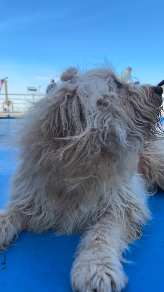 Schön wars ❤️🤩 #mel4animal #worldsamys #marokko🇲🇦 #samyontour