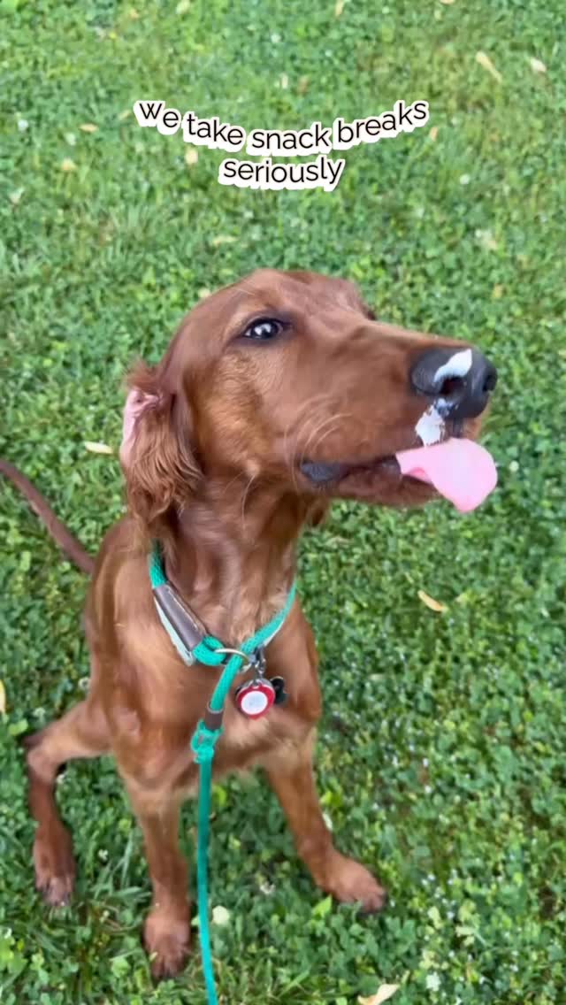 Some visits are all business and some include snack breaks 😂
Either way, your pet is in good hands!
Now booking new clients for drop in visits and dog walks 🐾
#nashvillepetsitter #dogwalking #petcare #dogsofnashville #hendersonvillepetsitter