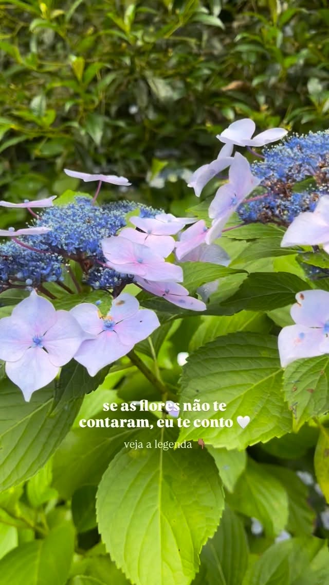 A sensibilidade é sua amiga.
Ela está contigo em cada projeto seu, mesmo quando você se percebe sozinha.
Está no seu animalzinho, no livro que você leu, no vídeo da influencer que te inspirou, no drama do filme de ontem, na skincare diária, no vestido que vestiu mês passado…
A condição feminina de sentir e amar pequenas coisas é o que nos faz, desde pequenas, seres sensíveis.
As flores me pediram pra te dizer: alimente sua sensibilidade. Você pode desabrochar quantas vezes quiser, formar novos botões e distribuir pólen por aí.
Você vai se descobrir mais viva e criativa do que nunca 🤍
Seguir seu instinto feminino pode te levar a lugares maravilhosos.