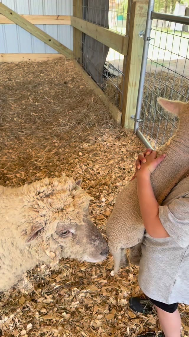 So blessed by the memories my babies will have on this farm with these lambs. 🤎🐑🥹 #farm #homestead #farmlife #sheep #lamb