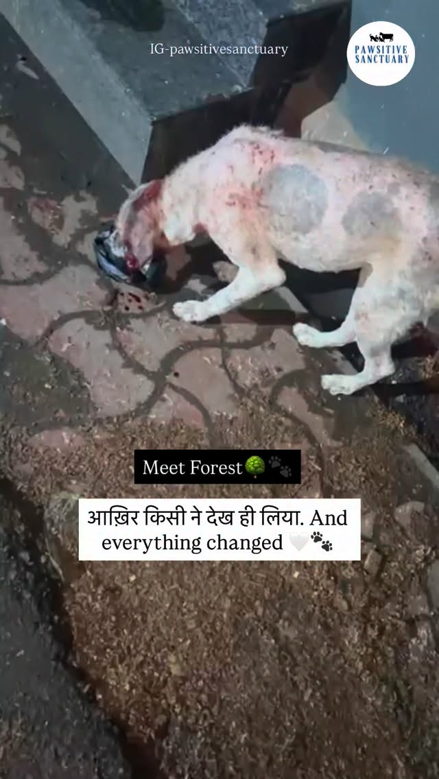 Meet Forest 🌿🐾
His body tells a story no one stopped to listen to…
Covered in wounds, skin infected all over, and bleeding — he was living in constant pain, silently suffering on the streets.
Forest didn’t cry for help,maybe because no one ever came — until @harry_thind1997 noticed him 💔
Days, maybe weeks he kept fighting through the itching, the burning pain, and the loneliness. Until someone finally saw him.
Today, Forest is safe with us. His treatment has started, and for the first time, his pain is being seen, his wounds are being cared for 🤍We will be giving him regular medicated baths and starting him on special treatment, including Bravecto, to help heal his skin infection.
If anyone would like to contribute towards his treatment or sponsor a Bravecto tablet, please consider donating 🙏🤍
Every bit of support will help ease his pain and speed up his recovery 🐾🐶
It won’t be an easy journey,but at least now, he’s not alone anymore.
Please don’t ignore souls like Forest…
They feel everything, they just can’t say it.
Support his treatment — donate or share 🙏🐶🤍
#dogsofinstagram #rescuedog #saveanimal #donate #adoptdontshop❤️
💙 PayPal: @pawsitivesanctuary
💙 American and Global Donors: pawsitivesanctuary.networkforgood.com
💙 Canadian Donors: pawsitivesanctuary.com/donate
💙 E-transfer: infopawsitivesanctuary@gmail.com