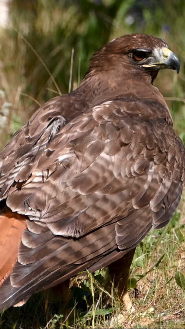 This striking bird is a dark morph Red-tailed hawk. 🌑
A “morph” is a genetic color variation within a species, and Red-tailed hawks (RTHs) have some of the most dramatic ones in North America. The most common are light morph RTHs— a light underside, a dark belly band, dark brown topside, and the highly identifiable rusty-red tail (although not on juveniles, but that’s for another post). 🪶🪶 Dark morph red-tails are a dark chocolate brown over their entire body, including the head, chest, and wings, but they still sport their iconic red tail. About 10% of RTHs are dark morph and most of those are found in the Western and Northern parts of the continent.
This young hawk came to our center thin and not flying well. It had a swollen elbow that was diagnosed as a healing fracture by our vet, who prescribed rest and then exercise to gain strength back. In our care, it gained weight and started to fly more, but it was still not flying as much as we wanted to see. After more assessment to ensure it was healed, we moved it into our larger flight enclosure for more exercise. There we realized it could fly perfectly, it was just stubborn. 😏 So with some incentives and encouragement, it eventually showed us it was strong enough to go home. 🌳🌲
This hawk’s stubborn side was on full display at its release. Instead of a magical flight into freedom, it waddled out of its kennel, got into a defensive posture by puffing itself out to look bigger, and stared at us. 🤦This type of behavior is actually quite common when releasing RTHs. 😂 In order to ensure its safety, we had to gently encourage it to find a safer place to get its bearings. Fortunately he saw a very tall pole, a favorite perching place for this species. After a few minutes of rest, he soared to freedom. 🦅
If you are interested in learning more about Red-tailed hawks, check out our RTH ambassador, Wapeka, in our ambassadors’ section on our website. You can also sign up to volunteer or donate to help us continue our mission to rescue and rehabilitate local native wildlife! See link in bio! 💚 #wildliferescue #hawks #morganhill #gilroy #wingedwednesdays