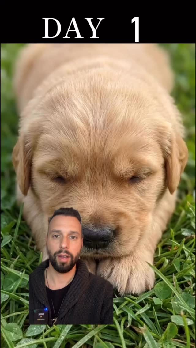 I primi mesi non sono “solo crescita”: sono la base su cui si costruisce tutto.
Ogni esperienza, ogni incontro, ogni emozione contribuisce a formare il carattere del cane adulto.
Capire queste fasi significa prevenire problemi, non rincorrerli dopo. 🐾
#acane #cinofilia #dogreels #educazionecinofila #doglover