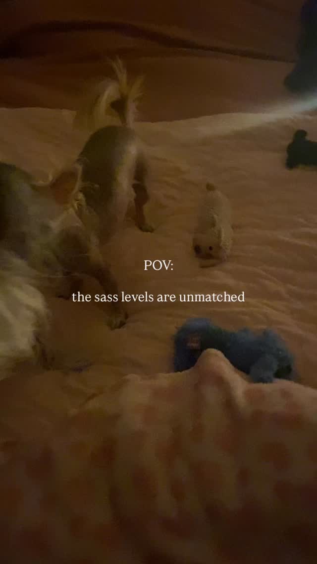 why are small dogs so sassy?? The poor toy graveyard and poor badger waiting for his toy 🥺
#smalldogsofinstagram #dogsofinstagram