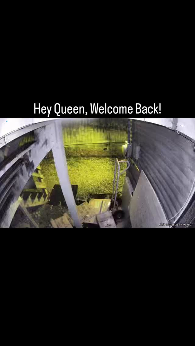 My constant feed of birds and foxes in the shopโs backyard has been interrupted by our little friend returning! ๐ป Bears have been enjoying the alleyway next to the shop for years, you mightโve seen them there from the boardwalk even before nighttime! ____ #bears #grandcounty #colorado #wildlife #smallbusiness