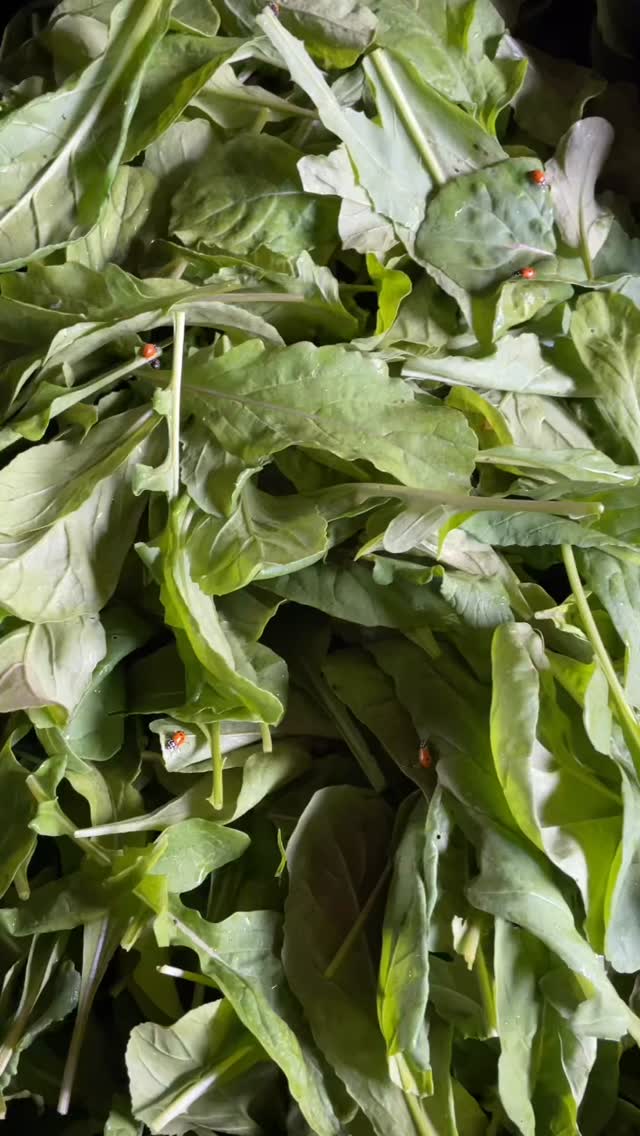 sleeping frog arugula is 100% ladybug-approved 🐞