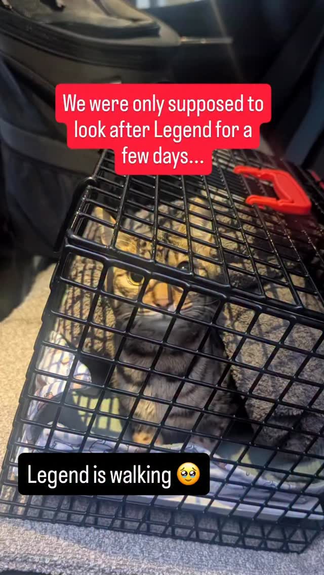 Legend is walking again 🥹 Support us by sharing or donating 🙏 There are more kitties like Legend that are waiting for our help 💖