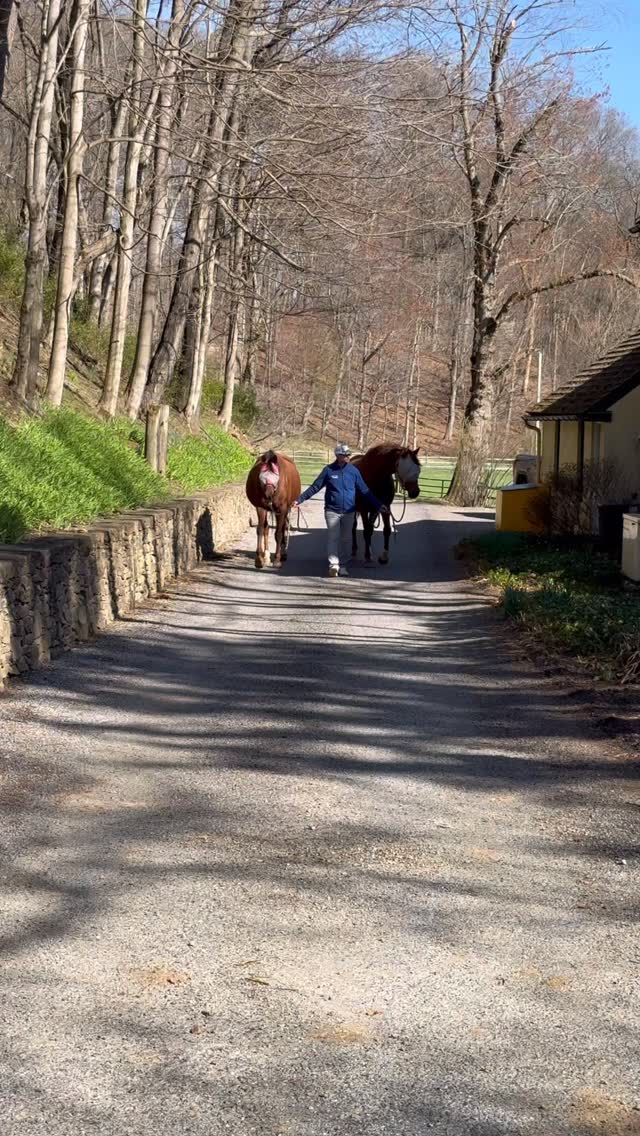 𝕿𝖍𝖊 𝕴𝖒𝖕𝖊𝖓𝖉𝖎𝖓𝖌 𝕱𝖔𝖆𝖑 𝕸𝖆𝖗𝖈𝖍—expectant mares Han. Pr. Fabienne QC (Franziskus FRH x Royal Classic) in foal to Lowlands OLD and Sp. Pr. Shurreal (Sezuan x Royal Prince) in foal to V-Power. Or is it the Impending Foal… Waddle? Just a few more weeks to go for both! ⏰⏰⏰
@jon9773
#quanticosporthorses #breedingforthefuture #breedingwithapurpose #horses #horsesofinstagram