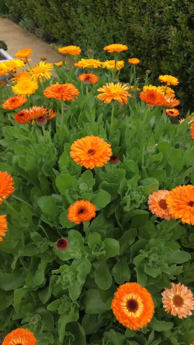If you plant one new useful plant this season have it be “Calendula” these sunny pot marigolds are easy to grow and self seed so you will have them popping up in your garden for years. Dry the resin rich flower heads and make an infused oil that can be used on its own or as a base for creams, lotion bars, and body balms. Mine are blooming now and it is early spring! Let me know if you are growing calendula this year.
