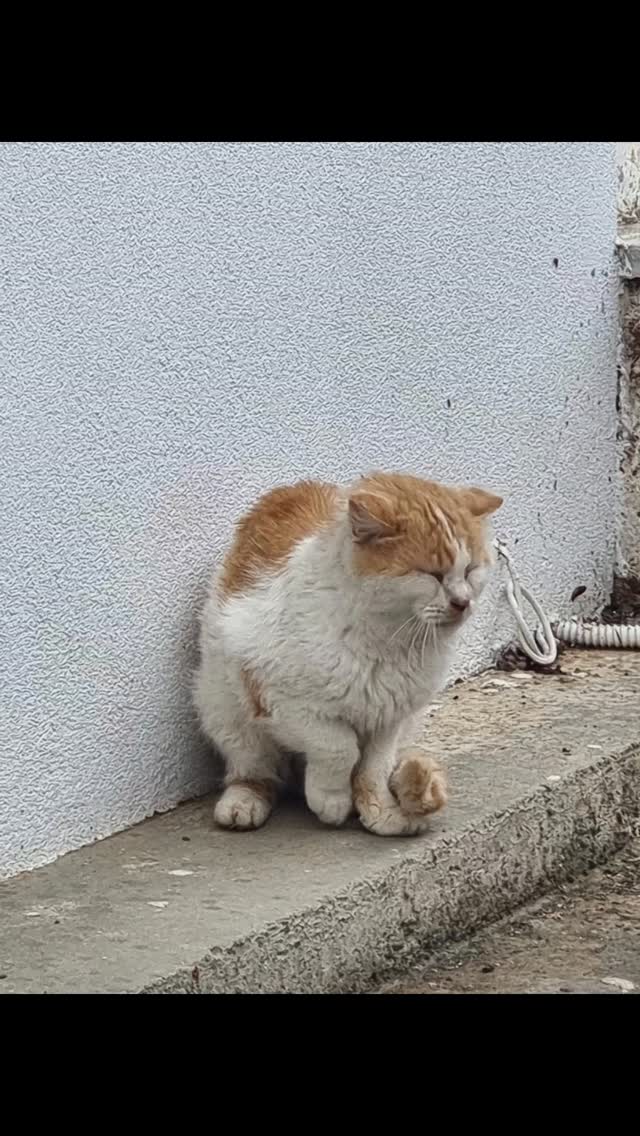 Heute ist Weltstreunertag. 🐾
Und während viele das vielleicht nur als „einen weiteren Aktionstag“ sehen,
zeigt diese Woche für uns einmal mehr die Realität:
Straßenkatzen kämpfen. Jeden einzelnen Tag.
Um Futter. Um Schutz. Um ihr Überleben.
Wir haben in den letzten Tagen so viele gesehen –
hungrig, krank, erschöpft…
und trotzdem voller Vertrauen, wenn man ihnen hilft.
Genau dafür sind wir hier.
Für jedes einzelne Leben, das sonst niemand sieht.
Aber wir schaffen das nicht allein.
💔 Jede Kastration verhindert unendliches Leid.
💔 Jede Spende ermöglicht medizinische Versorgung.
💔 Jede Unterstützung schenkt Hoffnung.
👉 Bitte hilf uns zu helfen.
Ob mit einer Spende, dem Teilen unserer Beiträge
oder indem du Verantwortung für deine eigenen Tiere übernimmst:
**Lass deine Katzen kastrieren.**
Denn genau dort beginnt nachhaltiger Tierschutz.
Gemeinsam können wir so viel verändern.
Für die, die keine Stimme haben.
---
#weltstreunertag #strayanimalcare #kastrationenrettenleben #strassenkatzen #gemeinsamfürdentierschutz