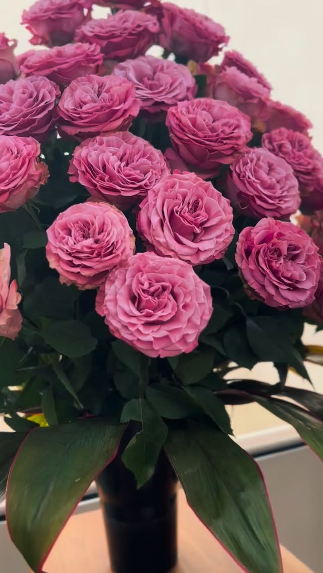Did you know that the Ecuadorian flower industry is defined by constant innovation? 🌹
Farms typically grow around 80 different varieties, and some even reach up to 180. Each one is unique—in color, size, and productivity—carefully developed to meet the diverse needs of different clients around the world.
That’s why experiences like today matter. Being part of this process and witnessing the innovation driven by breeders like Plantec reminds us how these efforts continue to raise the bar and keep the Ecuadorian industry at such a high level.
Always evolving. Always innovating. Always leading. ✨