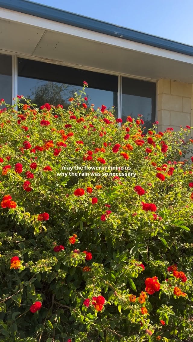 may the flowers remind us why the rain was so necessary
when it rains, allow it to water you 🌷
#quotes #inspiration #motivation #mentalhealth #mandurah