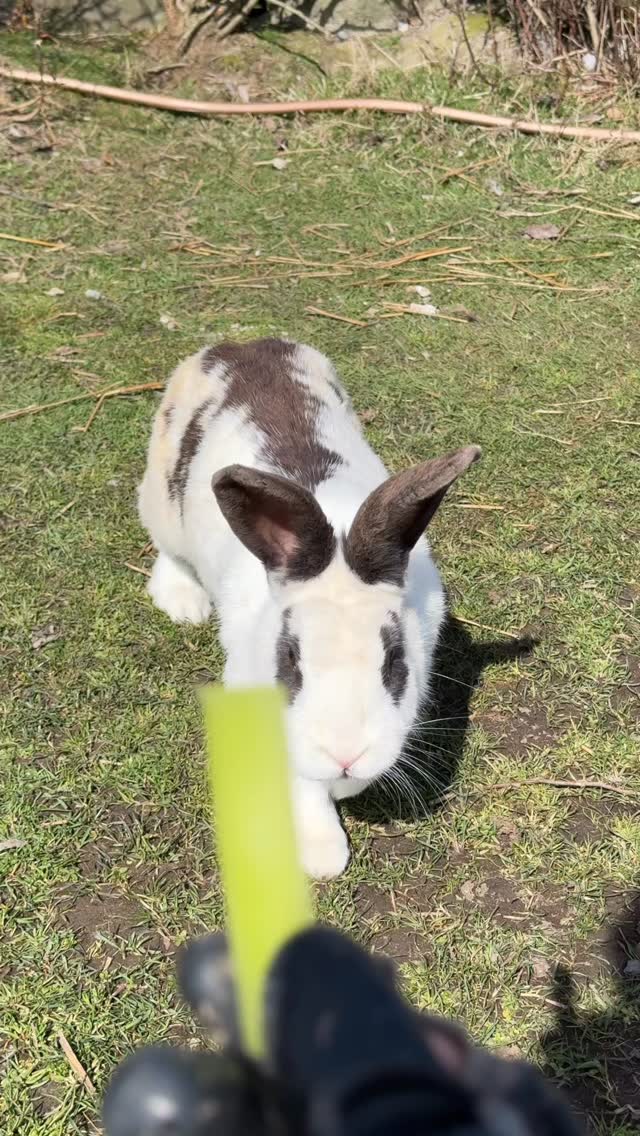 Come with me 🐾
to find the fluffiest panda bunny 🐰,
say hi to Oreo 🫏,
and hang out with all the horses 🐎
#uufamilyfarm
#vancouverfarm
#farmexperience
#donkey
#feedingtime