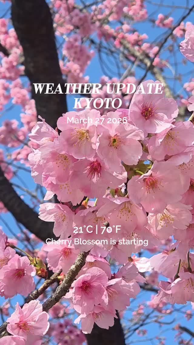 Sakura Update (March 27, 2026) 🌸 The cherry blossoms are officially starting!
#Sakura2026 #CherryBlossom #JapanTravel #SpringInJapan #weatherupdate