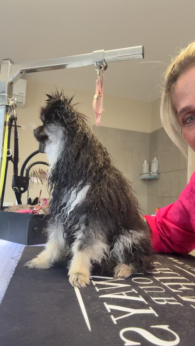 #pomeranian #pomeranianpuppy Sweet Billy ♥️