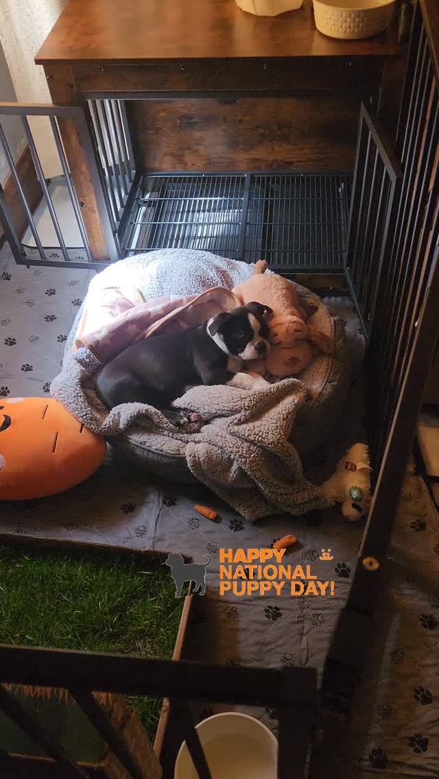 How perfect is that timing!! Happy national puppy day 💕
no matter the age we all know if you have an 11 week or 11 year old they are all puppies 🐶