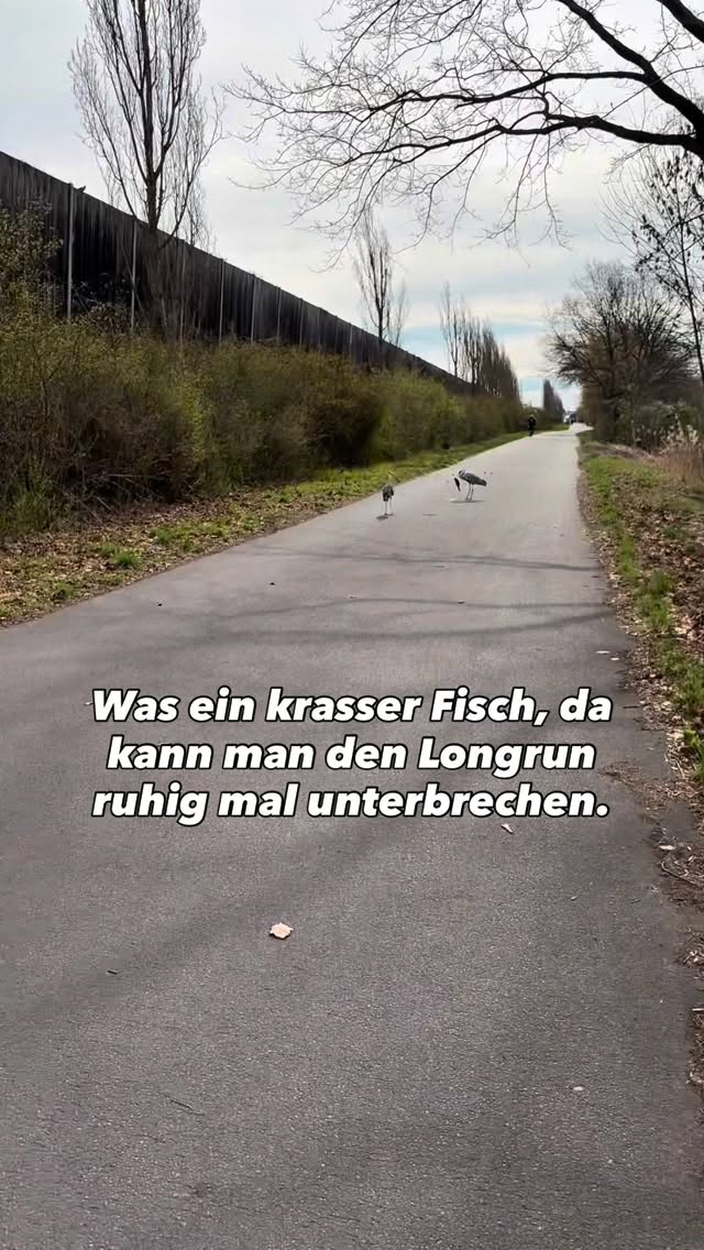 Gibt wohl noch bei jedem zu Ostern Eier 🪺
#runningmotivation #thatslife #longrun #triathlontraining #eastern