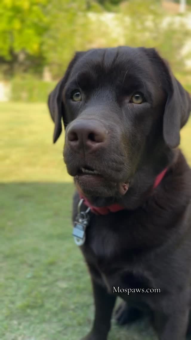 He’s an excellent problem solver of his own problems. #dogsofinstagram #mospaws #doglovers