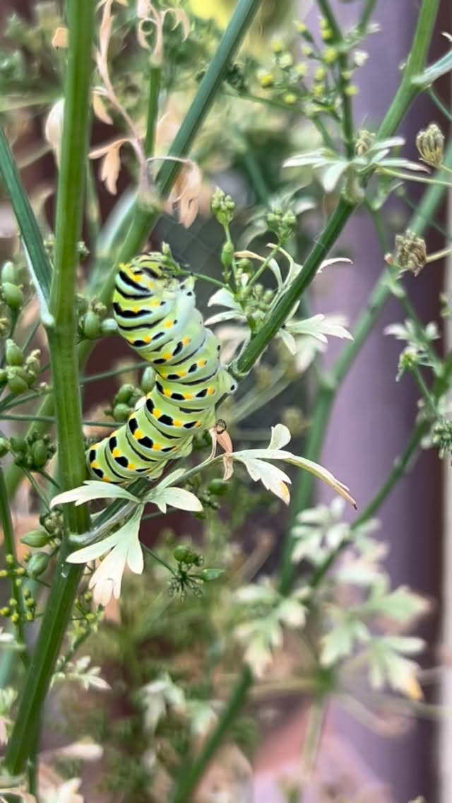 Yesterday marked the one-year anniversary of my metamorphic move to France.🎉
Right before my move—on the threshold of exiting my own chrysalis chapter—I had the gift of a deeply human experience with metamorphosis inspired by two real-life caterpillars to butterflies.
Twin caterpillars in a way mirroring my identical twin sister and me as we charted paths abroad.
🐛🐛🦋🦋
I shared my story on Substack, linked in bio and in stories.
If you are yearning for change, sensing a subtle inner stirring towards transformation, feeling like your world is ending, processing death, a nature lover, spiritually curious, or fascinated by butterflies—this story’s for you. 🦋🦋
#growth #liminalspace #threshold #change #metamorphosis #caterpillar #death #rebirth #endings #navigatingchange #moveabroad #americaninparis #butterfly #grief #shedding #lettinggo #transformation #coach #coaching #lifecoaching #lifecoach #executivecoaching #executivecoach