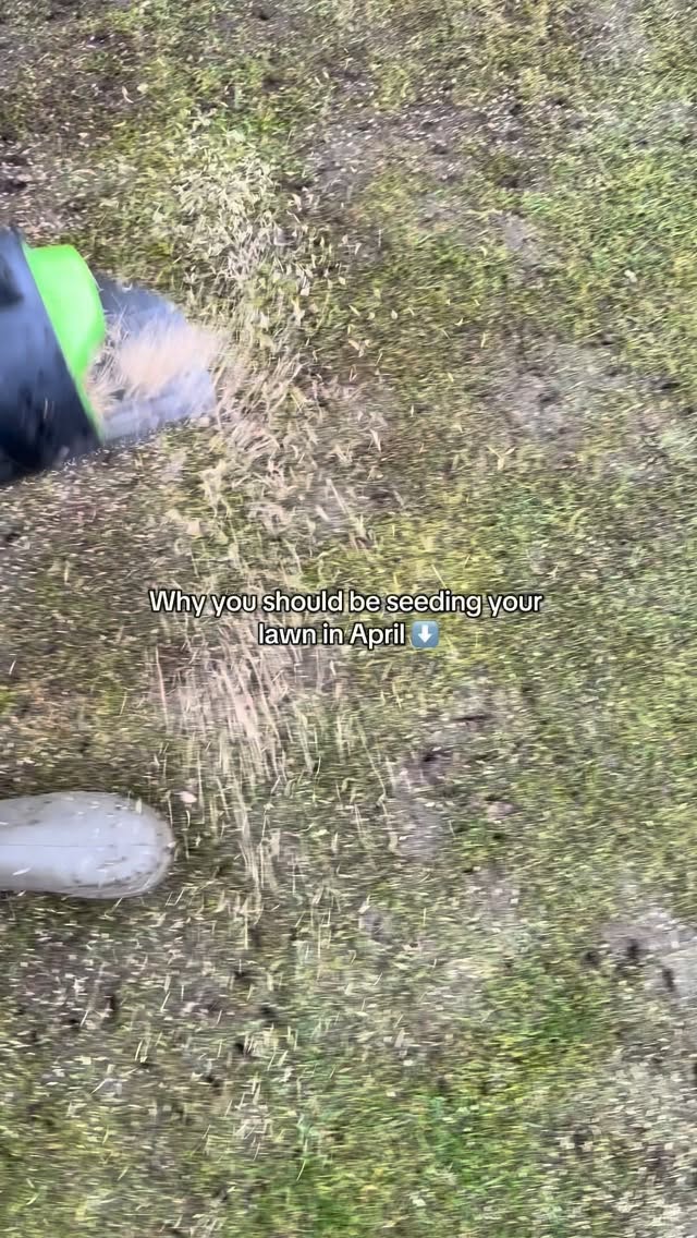 April is prime time to seed your lawn 🌱
Soil temperatures are consistently hitting around 8–10°C, which is ideal for grass seed germination. Add in regular spring rainfall and longer daylight hours, and seeds have everything they need to sprout and establish quickly.
Getting seed down now means stronger roots and thicker growth before summer stress hits ☀️
Right timing = better germination, less patchy results, and a healthier lawn overall.