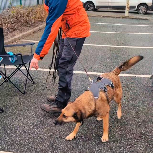 It was fantastic to be doing some advanced training with Samson at the weekend, learning some special discrimination techniques and advanced problem-solving that I look forward to sharing with you.
Despite the horrendous weather, Samson was a superstar and got involved even though it was me doing the learning. There was no outsmarting him though and with these advanced techniques, his brain was properly 'fried' by the end of the weekend!
It's important that I keep training with the best and it was lovely meeting other mantrailing instructors from across the UK too.
I can't wait to share these techniques so look out for upcoming special sessions and workshops.
#DogTrailingRealWorldChallenge #mantrailing #Cheshire