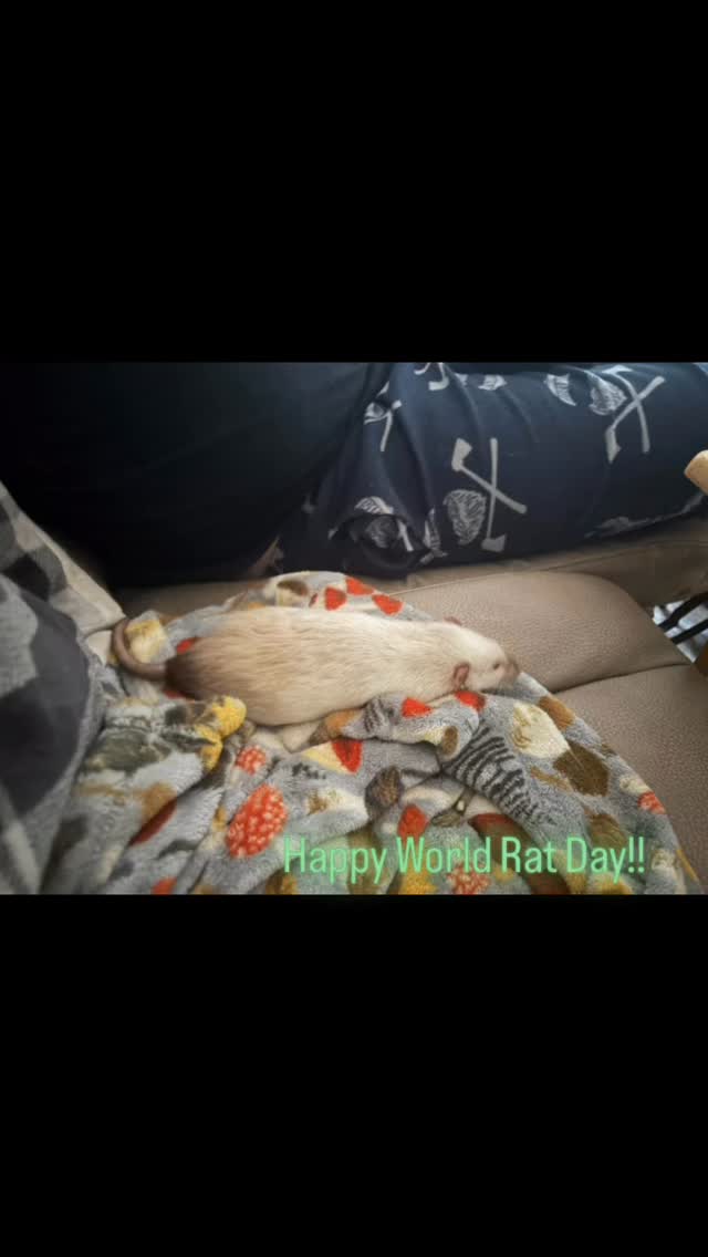 Happy World Rat Day!!
#ratsofinsta #wanderlustspiritacres #mobilepettingzoo